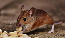 24 Hour & Emergency Exterminators in Potter Junction, AR